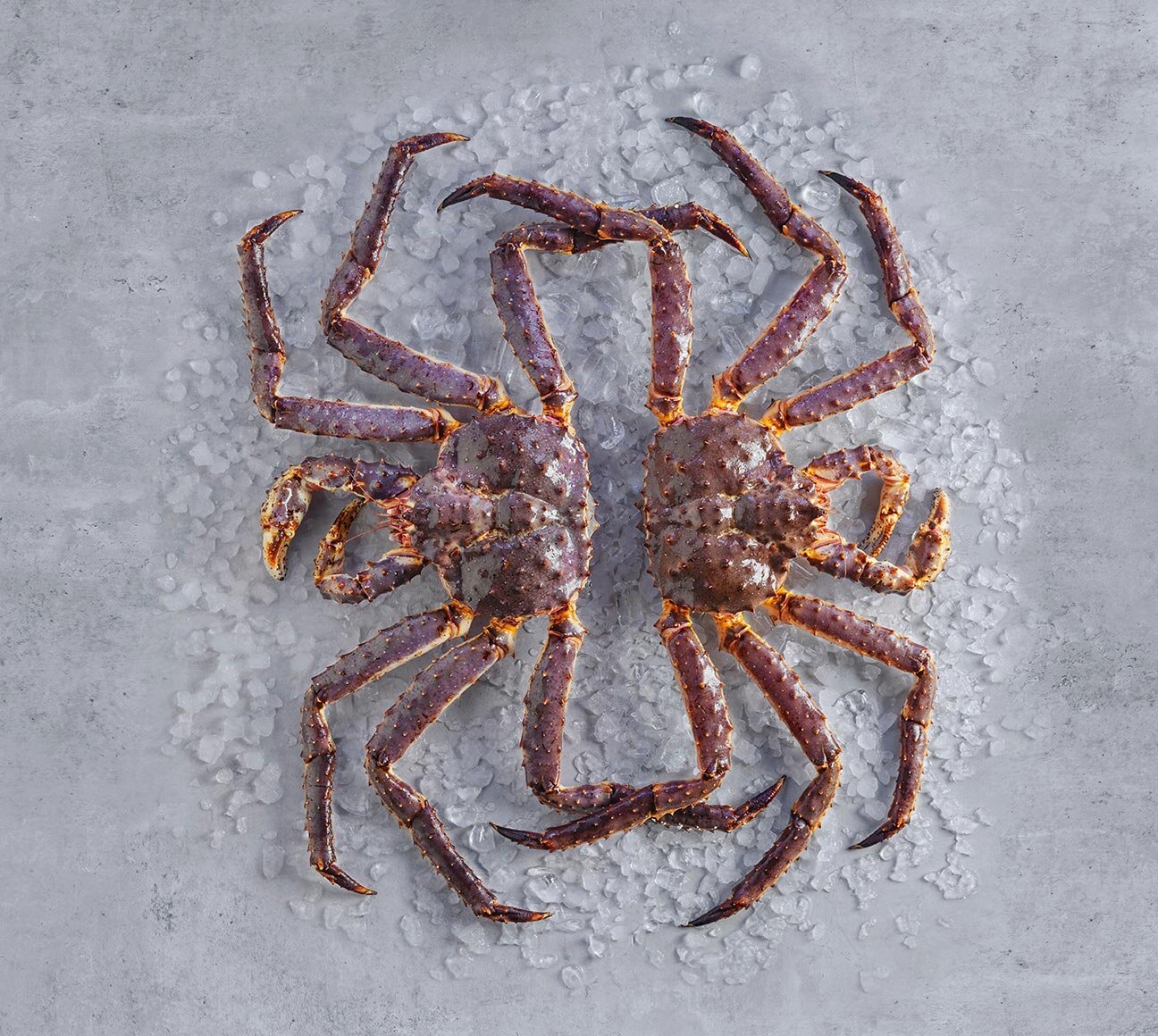 Red king crab on ice