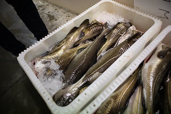 Skrei in a box